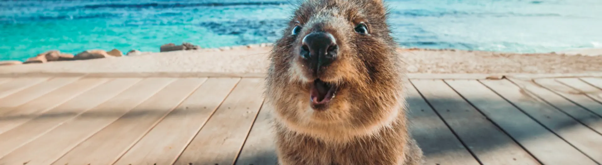 Quokka looking at the camera