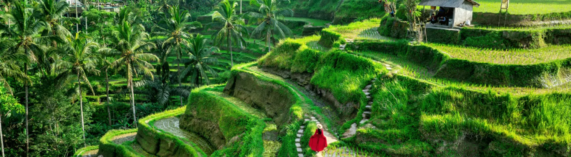 Person in a red dress walking around the rice paddies of Ubud