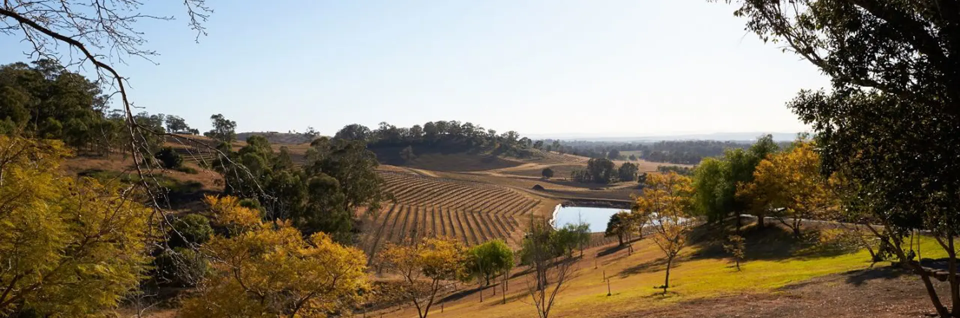 Hunter Valley Vineyard